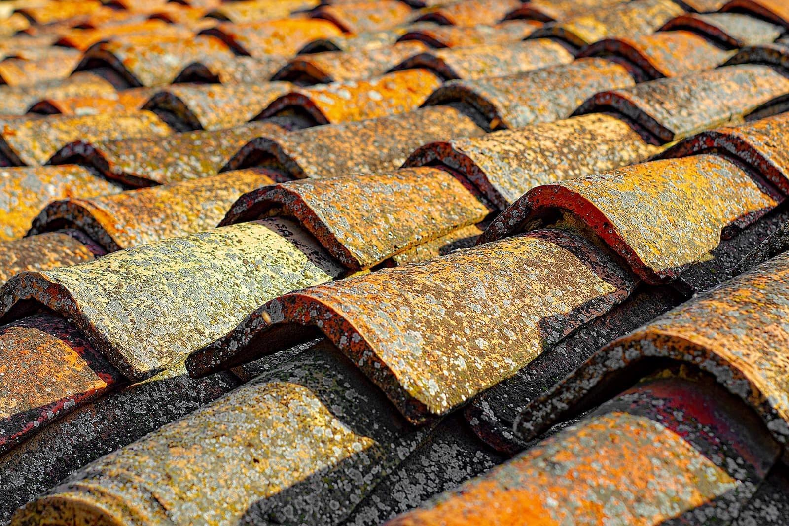 Roof tiles heavily colonised by moss and lichen